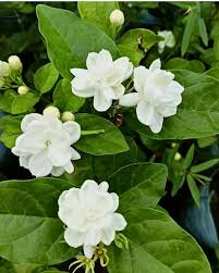 Jasmine Plants